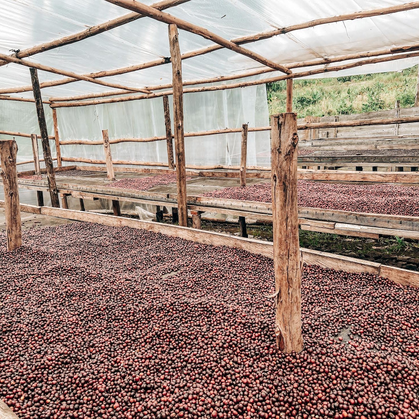 Uganda - Drugar Premium - Natural