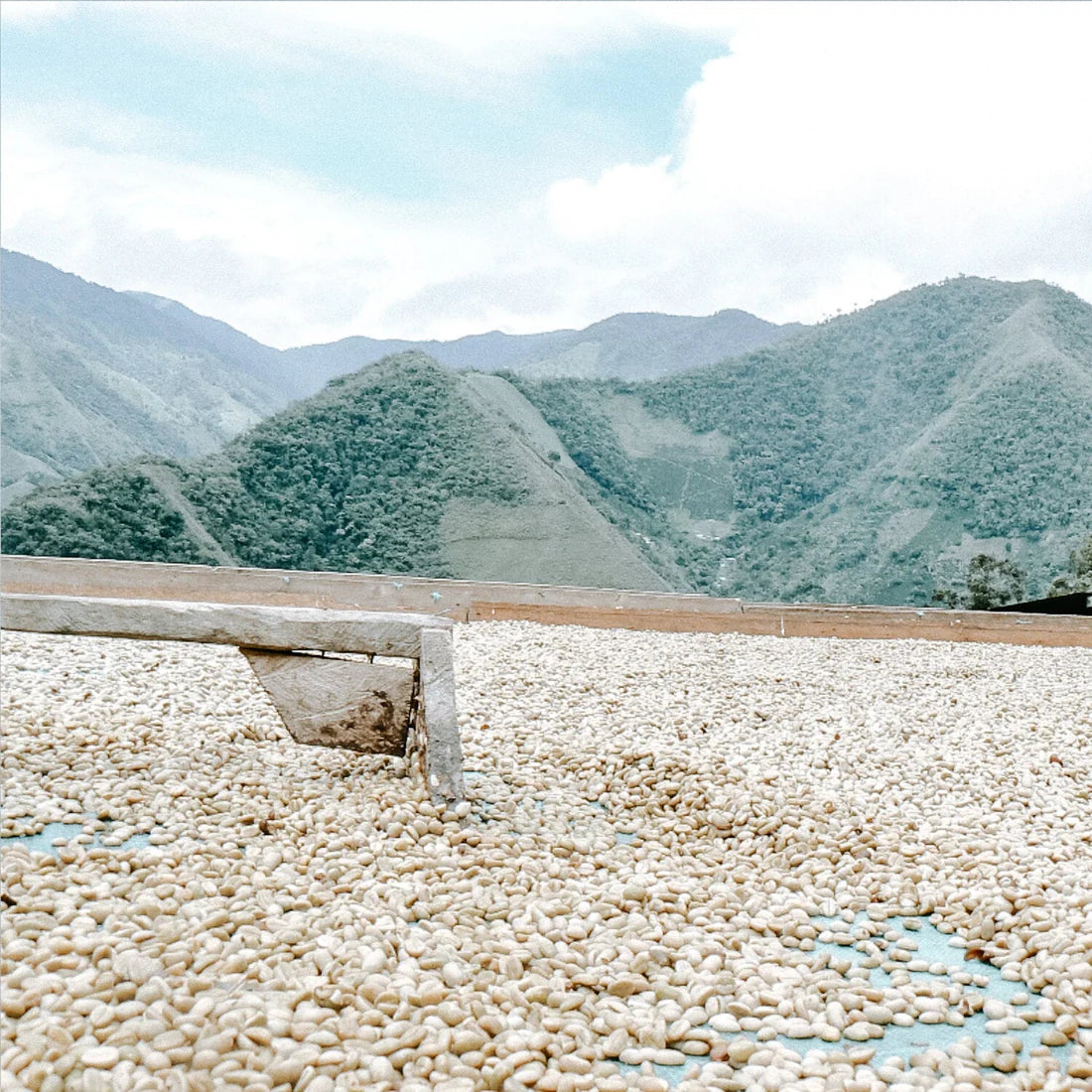 Colombia - Alianza Verde - Washed