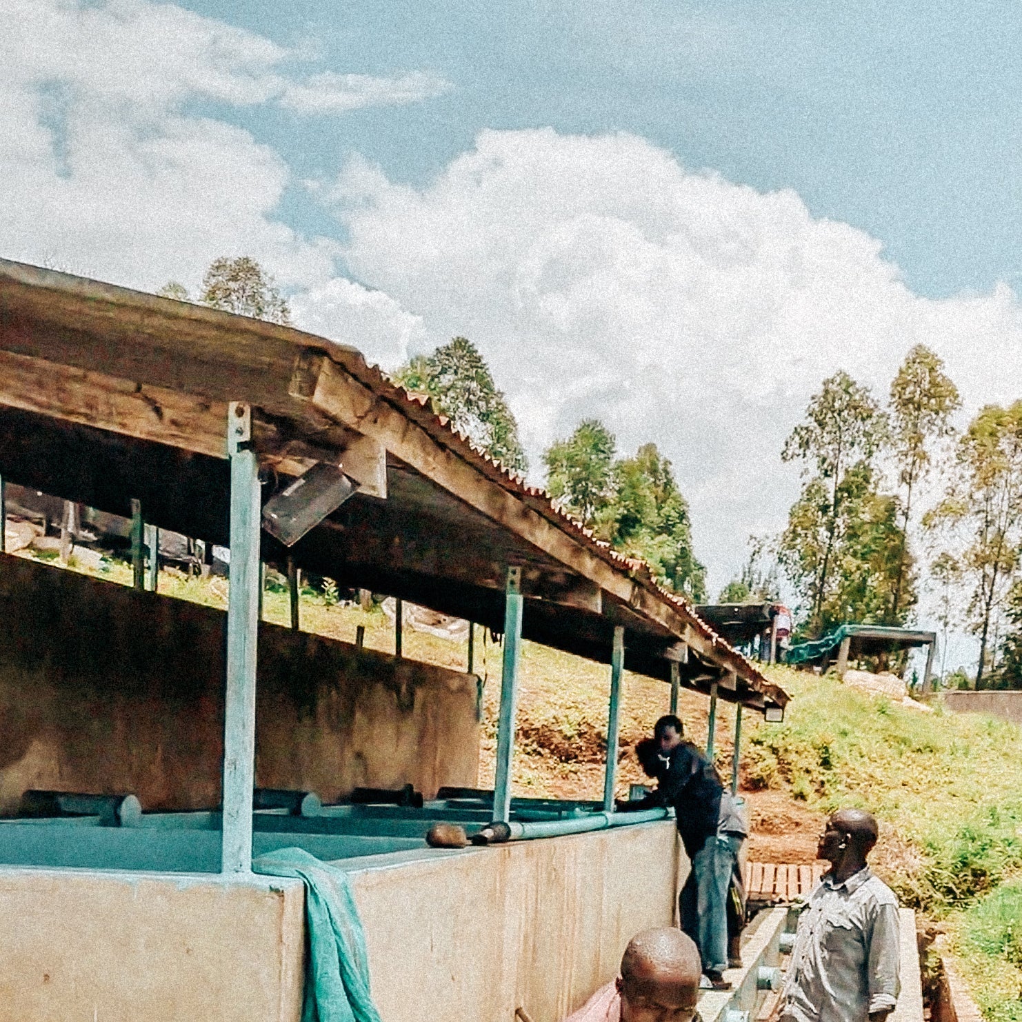 Kenya - Boozy Pineapple - Anaerobic